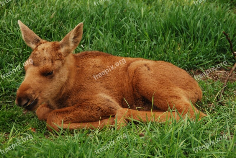 Moose Young Sweden Moose Calf Elk Park