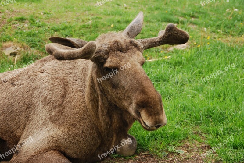 Moose Sweden Antler Calyx Park Småland Animal