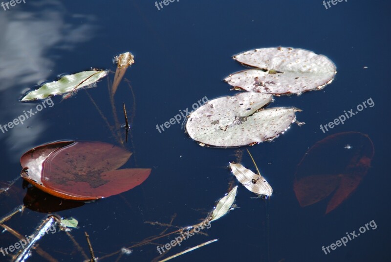 Lily Pad Lake Water Aquatic Plant Lake Rose