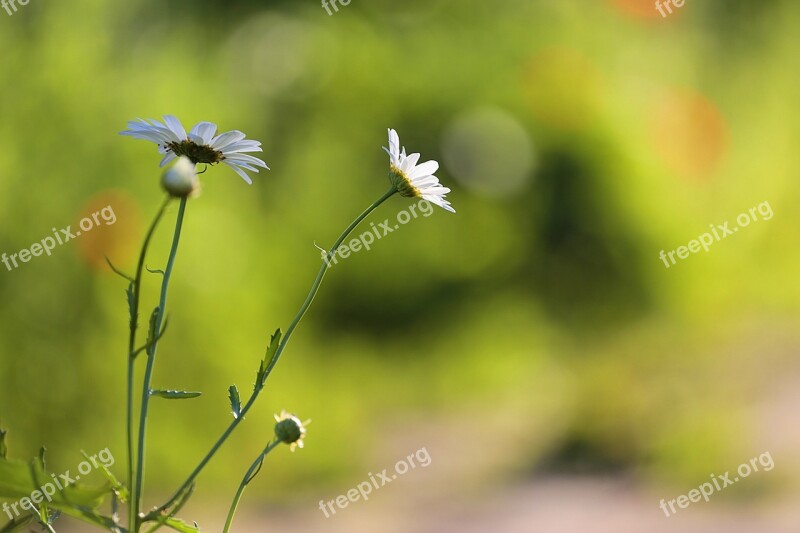 Chamomile Beauty Flowers Of The Field White Summer