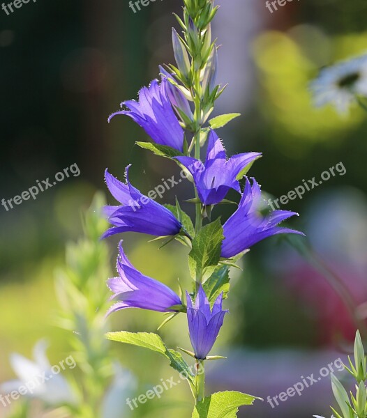 Flowers Bell Beauty Purple Summer