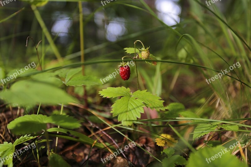 Wild Strawberry Berry Red Sweet Summer