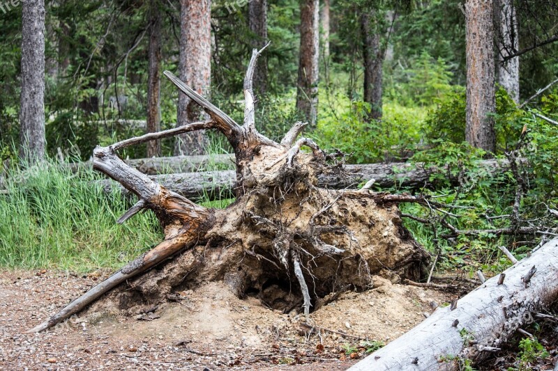 Fallen Tree Roots Forest Clay Branch