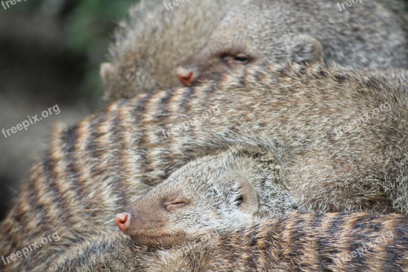 Snuggle Warm Family Zoo Animals