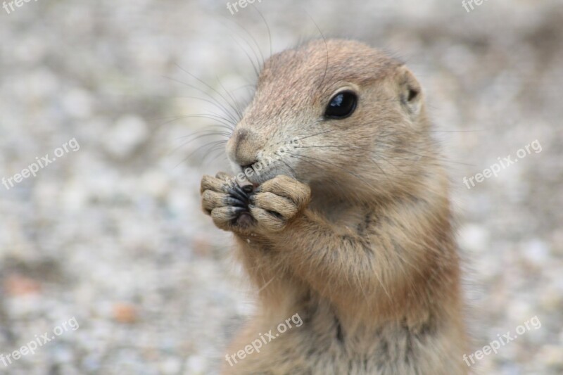 Prairie Dog Zoo Animals Small Animals Rodents