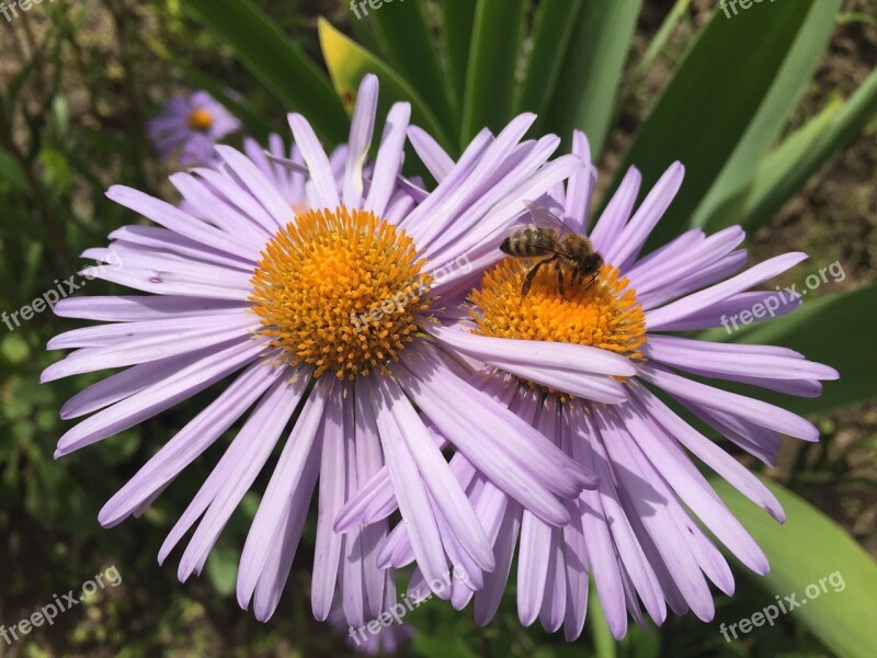 Daisy Summer Flower Chamomile Flowers