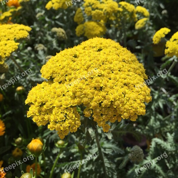 Yarrow Water Wise Plant Summer Plant Plant Achillea Millefolium