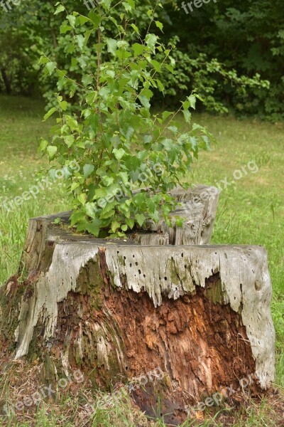 Tree Stump Tree Live Die Birch