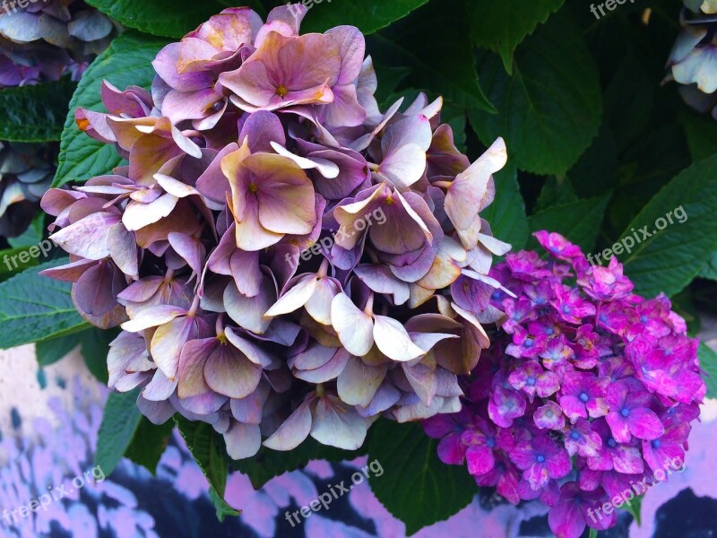 Hydrangea Sunny Unusual Color Craft Atmosphere