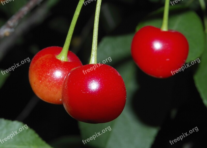 Cherry Cherries Fruit Lean Fresh