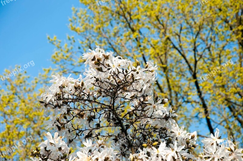 Flowers Tree Blossoms Green Plant