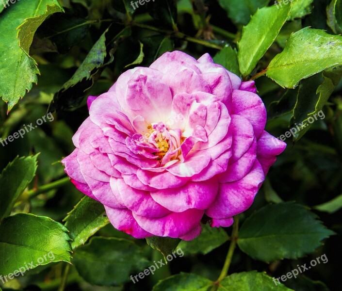 Flower Pink Rose Leaves Plant