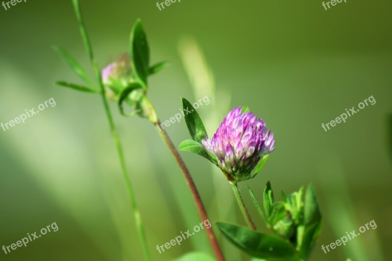 Red Clover Flower Clover Meadow Summer