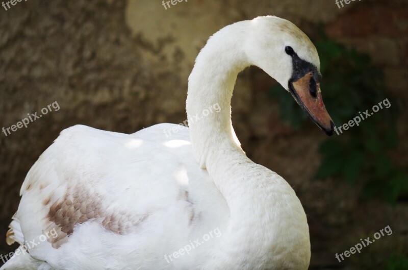 Swan Bird White Aqueous Feathers