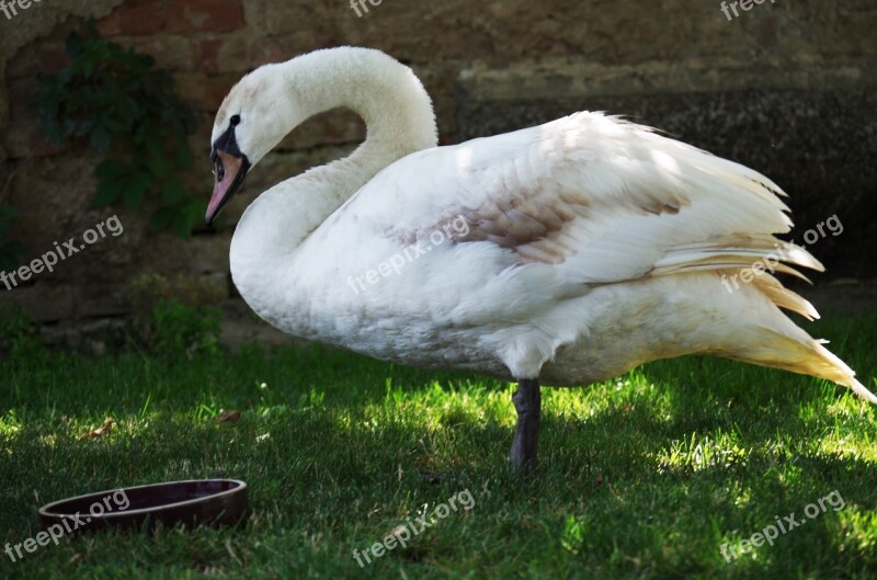 Swan Bird White Aqueous Feathers