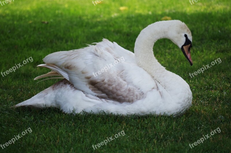 Swan Bird White Aqueous Feathers