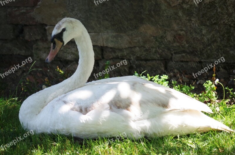 Swan Bird White Aqueous Feathers