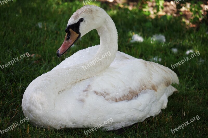 Swan Bird White Aqueous Feathers