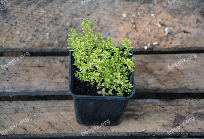 Thyme Plants Nature Plant Free Photos