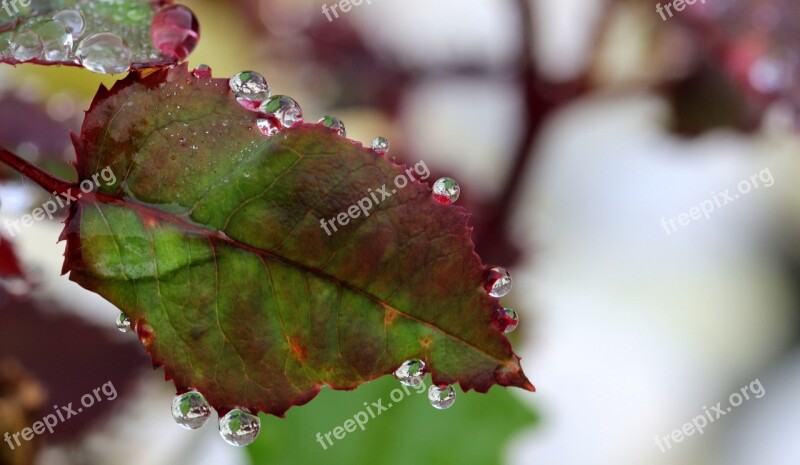 Rosenblatt Green Purple Raindrop Drop Of Water