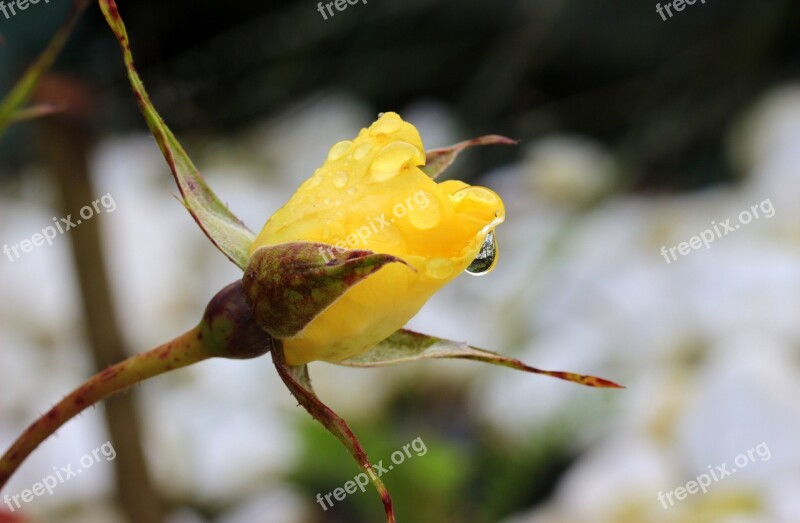 Rosebud Rose Bud Blossom Bloom