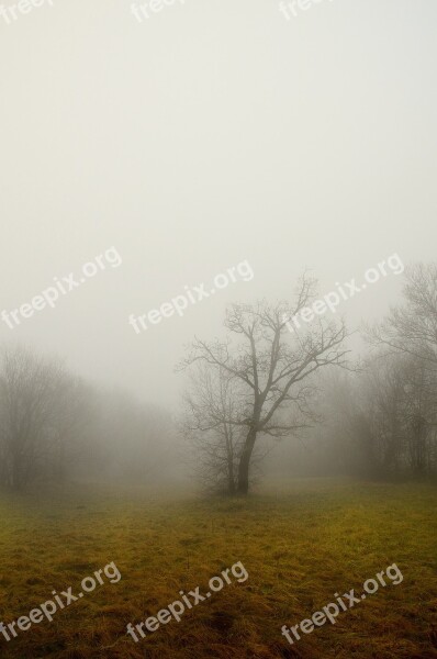 Tree Fog Dry Branch Nature Winter