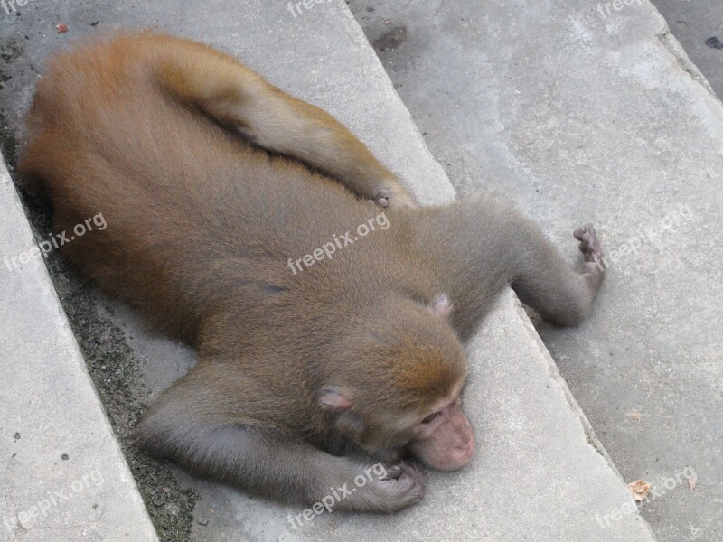 Monkey Macaque Afraid Animal Fauna