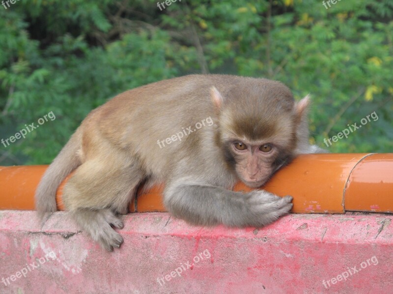 Monkey Macaque Afraid Animal Fauna