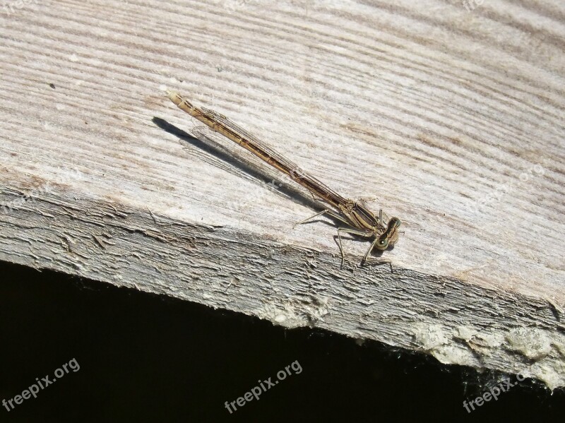 Dragonfly Wood Flying Insect Summer Free Photos