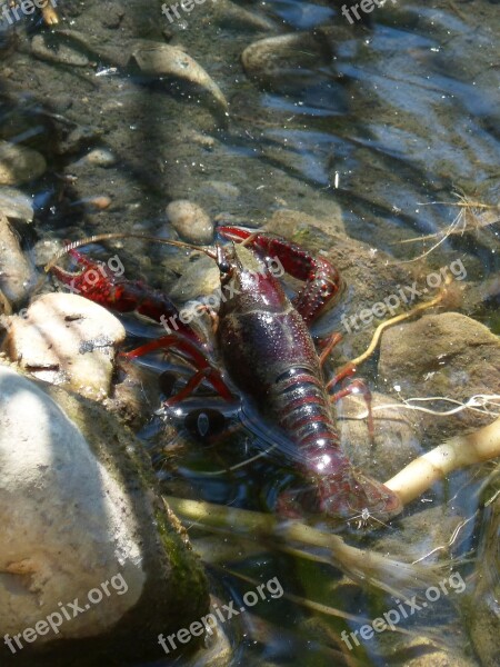 Crayfish American Crab Plague River Pond