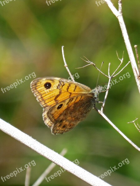 Butterfly Margenera Butterfly Saltacercas Lasiommata Megera Lepidopteran