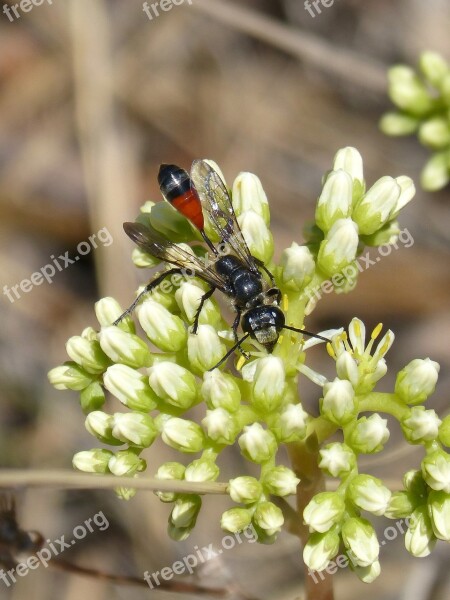 Sapper Wasp Wasp Sting Ammophila Hirsuta Free Photos