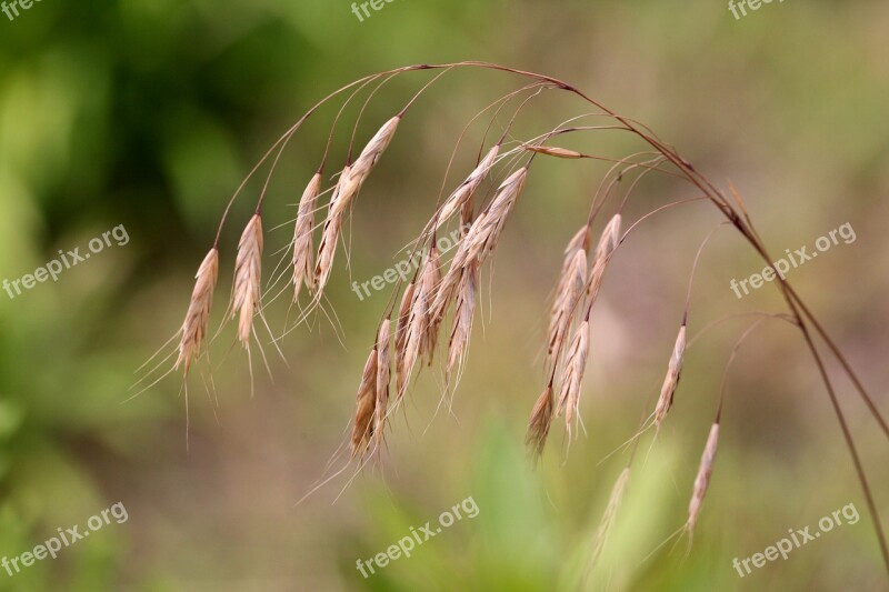 Reed Plants Brown Nature Silver Pool