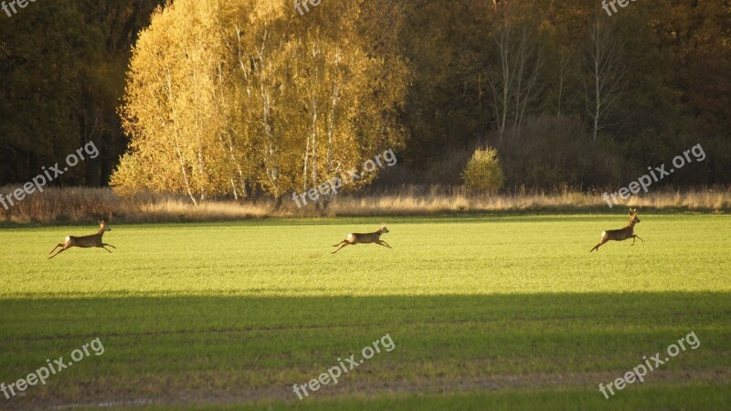 Animals Running Nature Wild Fast