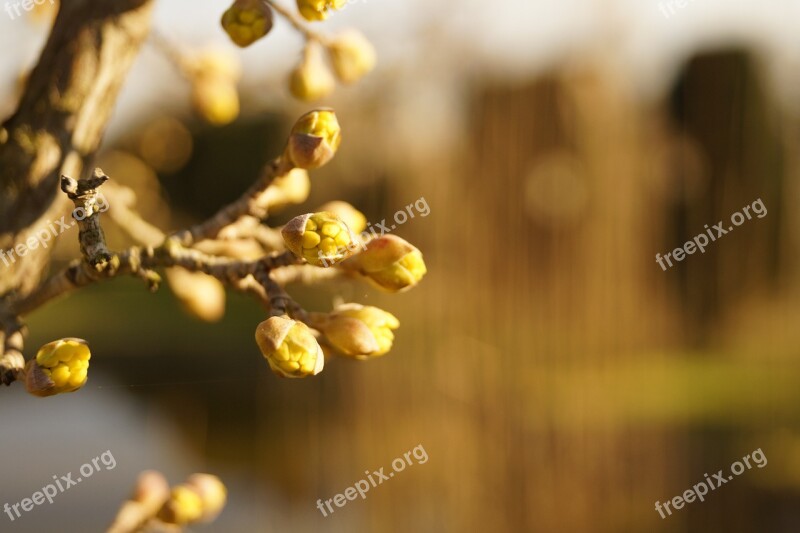 Plants Garden Natural Growing Tree