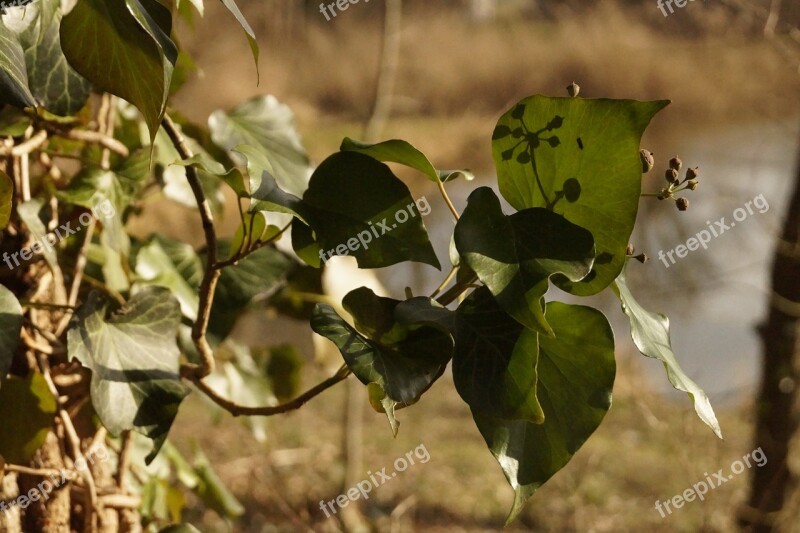 Plants Garden Natural Growing Tree