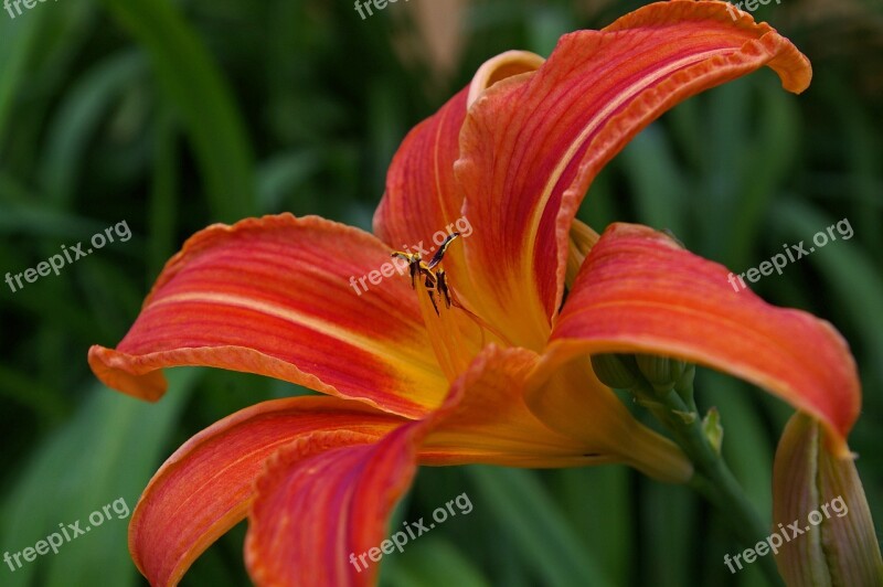 Daylily Blossom Bloom Flower Plant