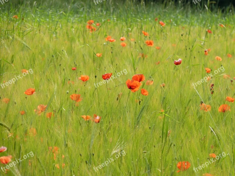 Poppy Red Poppy Klatschmohn Cornfield Field