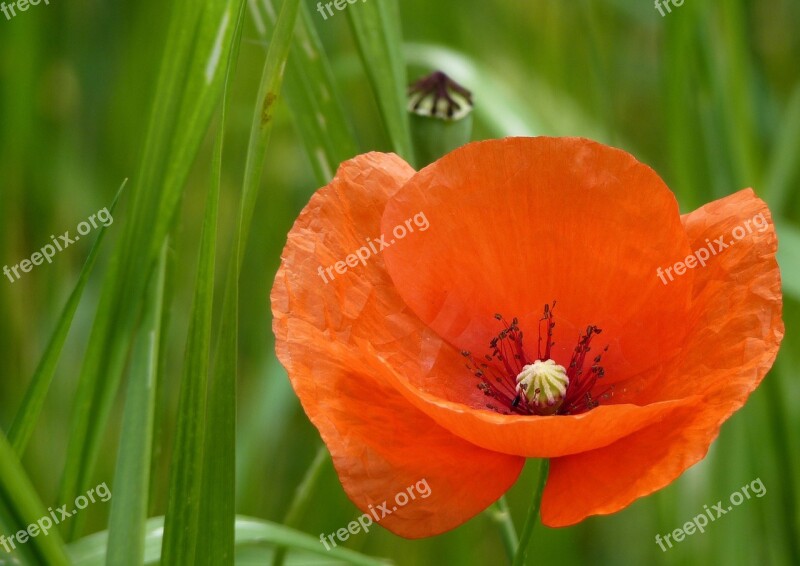 Poppy Red Klatschmohn Meadow Field