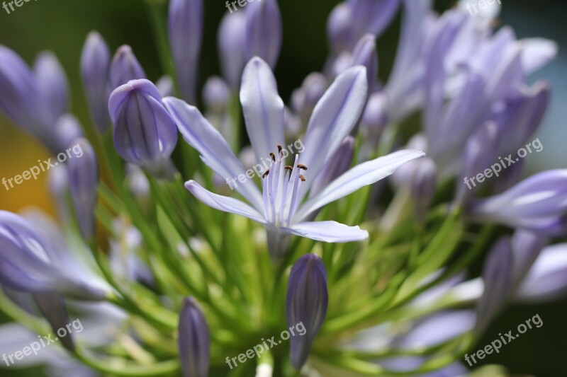 Purple Plant Blossom Bloom Nature