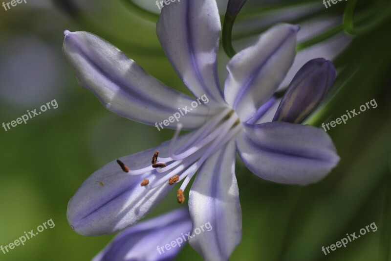 Purple Plant Blossom Bloom Nature