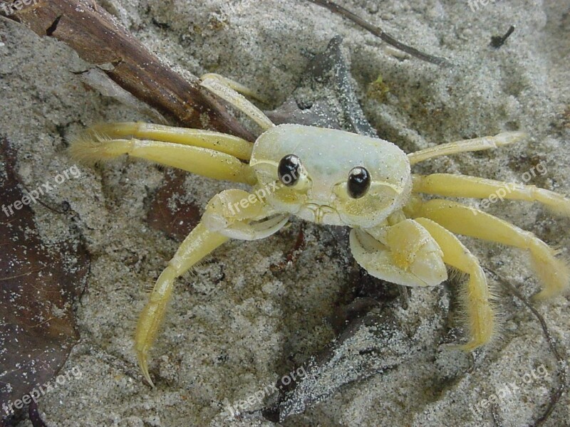 Crab Brazil Island Beach White