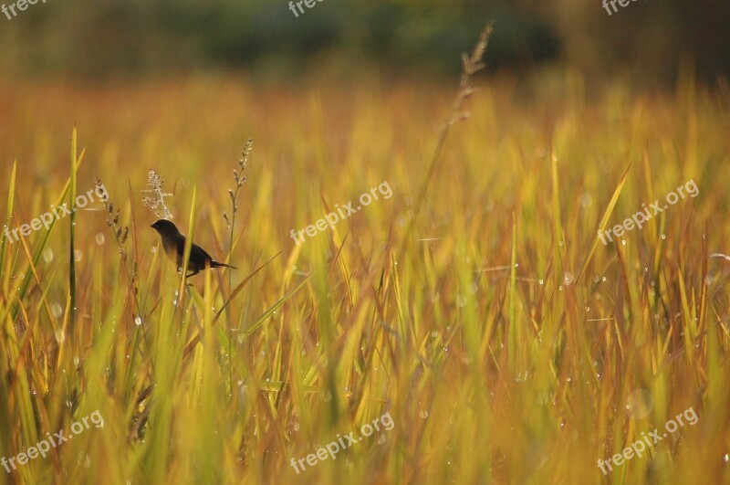 Bird Morning Nature Wild Birdwatching