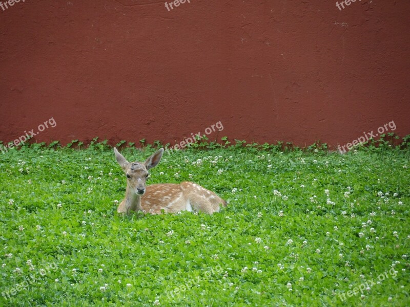 Deer Nature Animal Animals Fauna