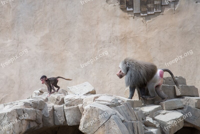 Baboon Chasing Run Mammal Ape