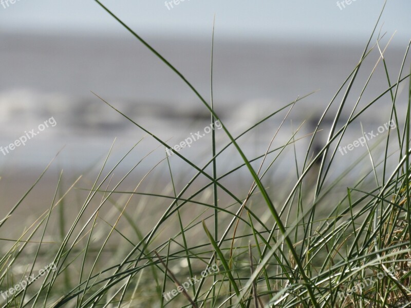 Nature Grass Dune Seashores Free Photos