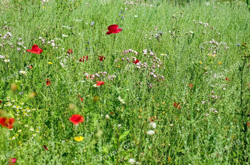 Flowers Meadow Flower Meadow Wild Flowers Summer Meadow