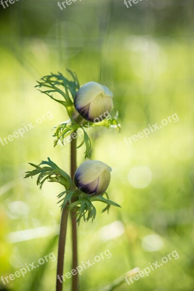 Anemone Flowers Closed Closed Flowers Plant