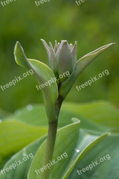 Plantain Lily Blossom Bloom Closed Flower Hosta