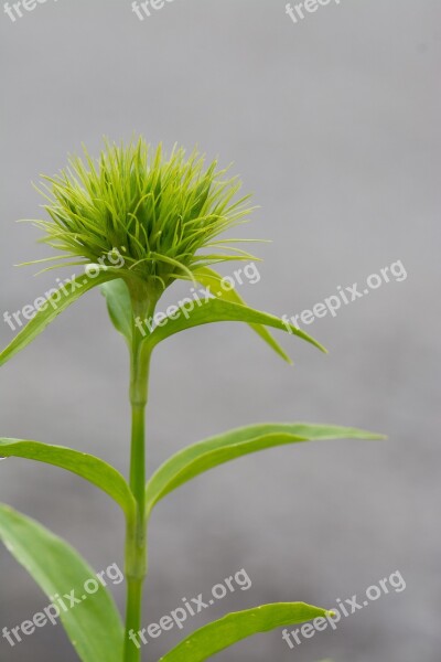 Carnation Sweet William Dianthus Ornamental Plant Garden